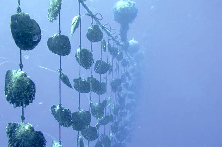 Maintien des précautions sur les écloseries de nacres Maintien des précautions sur les écloseries de nacres