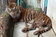 Indonésie: un tigre d'une espèce rare périt au "zoo de la mort" Indonésie: un tigre d'une espèce rare périt au "zoo de la mort"