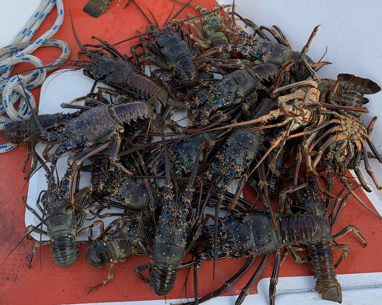 Saisie de langoustes dans la zone protégée de Mataiea Saisie de langoustes dans la zone protégée de Mataiea