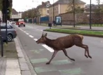 Un cerf en cavale capturé dans les rues de Rennes Un cerf en cavale capturé dans les rues de Rennes