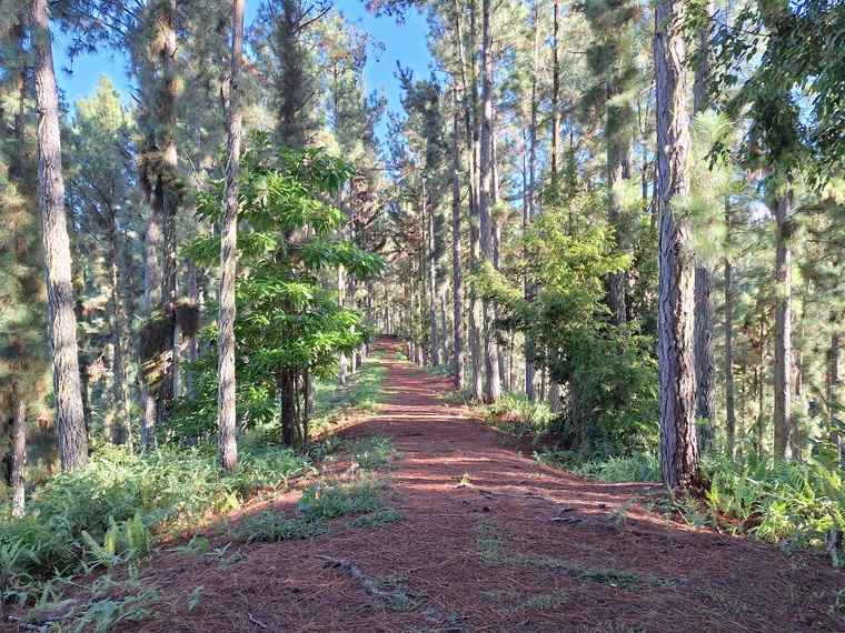 Il faudra patienter plusieurs semaines, voire quelques mois pour accéder à la vallée de māpē et à la pinède en toute sécurité (Crédit : archive). Il faudra patienter plusieurs semaines, voire quelques mois pour accéder à la vallée de māpē et à la pinède en toute sécurité (Crédit : archive).