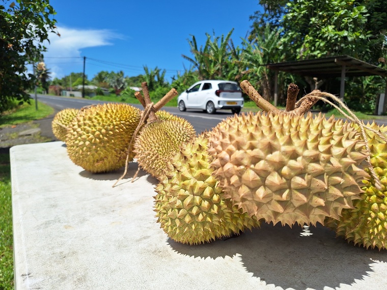 Les durians, “une bénédiction” à Papeari Les durians, “une bénédiction” à Papeari