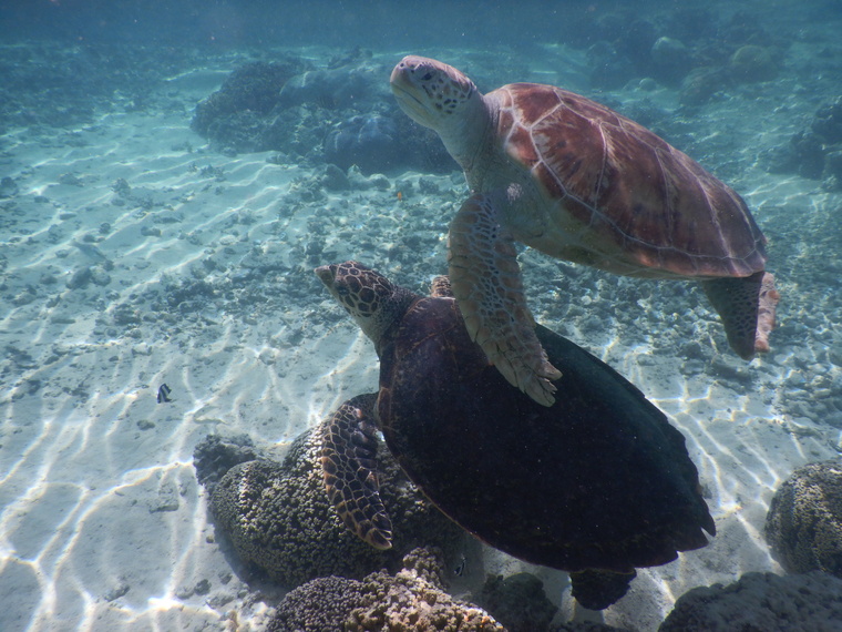 La Polynésie au cœur de la protection des océans La Polynésie au cœur de la protection des océans