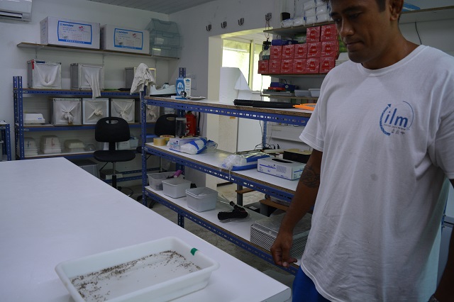 Le laboratoire de Paea peut produire chaque semaine environ 45 000 moustiques mâles qui sont relâchés à Tetiaroa.