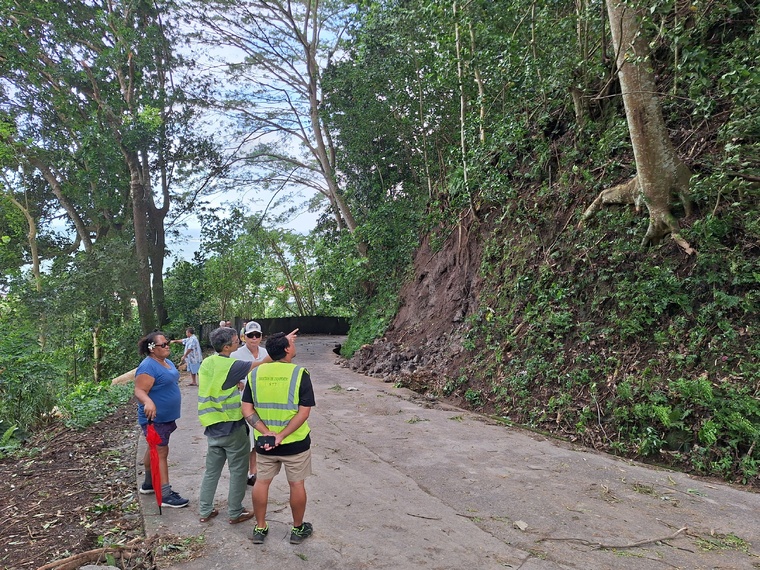 Une vingtaine de falcatas doivent être abattus pour sécuriser le talus (Crédit : Anne-Charlotte Lehartel).