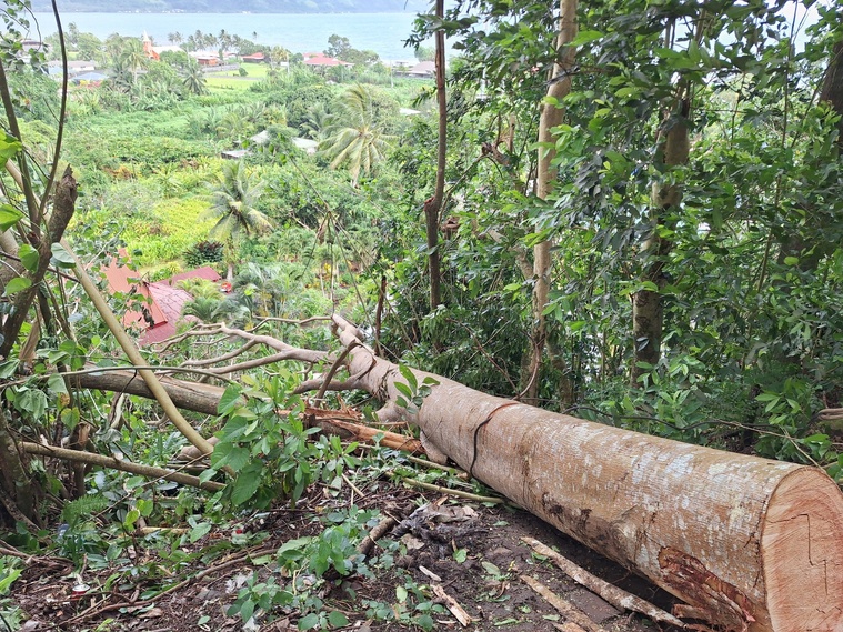 Le tronc de l’arbre tombé, qui menace de glisser dans le ravin, sera évacué.
