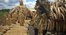 Kenya: pour brûler l'ivoire, le feu ne suffit pas