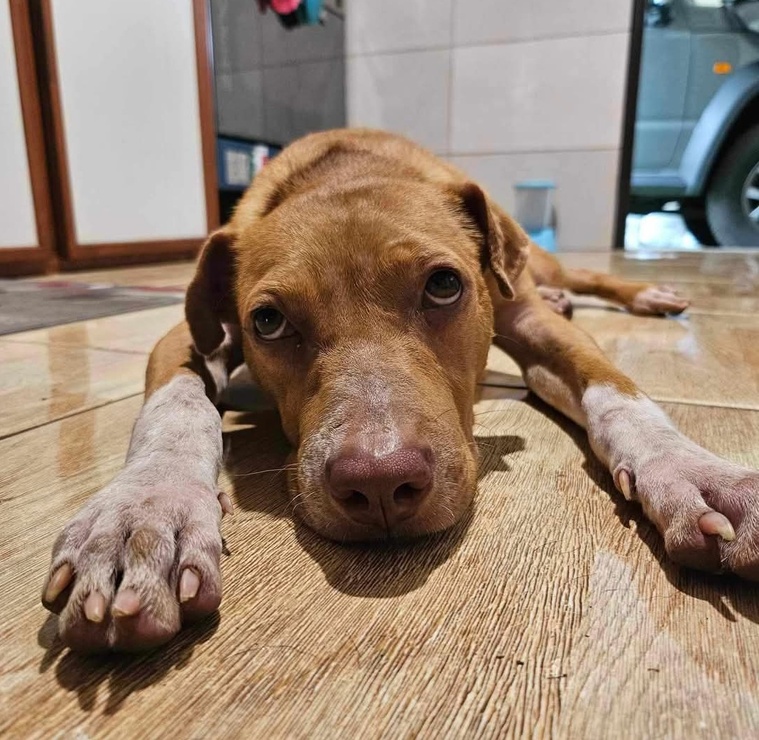 “Un refuge de qualité, conforme au bien-être animal” à Moorea