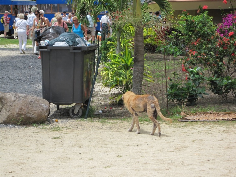 “Un refuge de qualité, conforme au bien-être animal” à Moorea