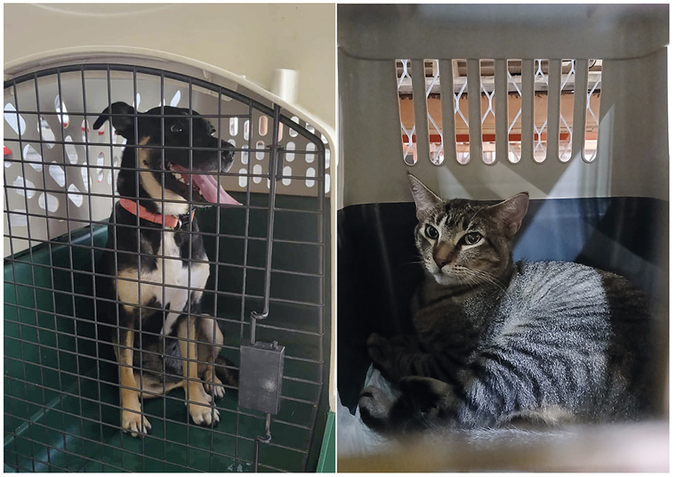 “Un refuge de qualité, conforme au bien-être animal” à Moorea