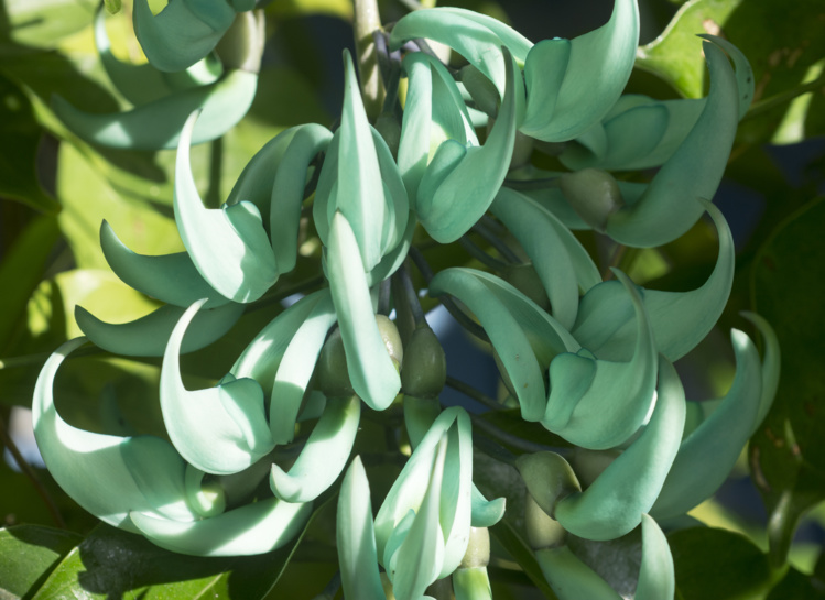 Liane jade. Ses fleurs sont de couleur de jade, et sont portées en grappe de 90 cm de long