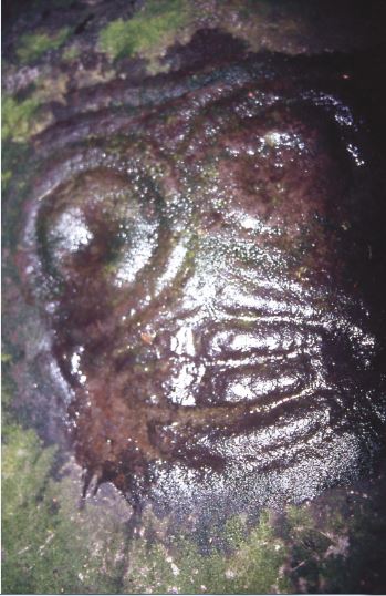 Un tiki pétroglyphe, photographié dans la forêt au-dessus de Hane. L'île de Ua Huka est d'une richesse archéologique insoupçonnée.