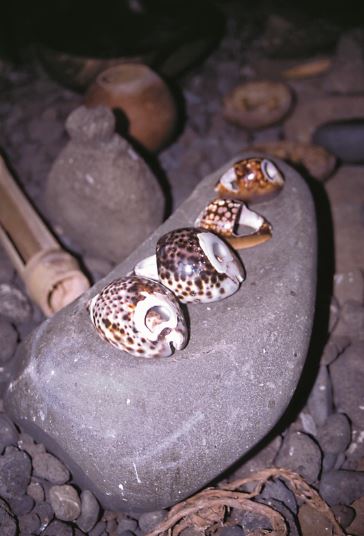 Quelques outils des temps anciens ; les porcelaines (coupées ou non) servaient à éplucher le ‘uru ou étaient utilisées pour faire des leurres à poulpes.
