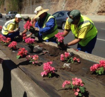 Nouvelles tailles de bougainvilliers sur la RDO de lundi à jeudi Nouvelles tailles de bougainvilliers sur la RDO de lundi à jeudi