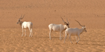 L'addax, une antilope du Sahara, va disparaître à l'état sauvage