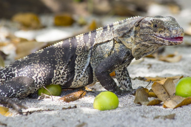 Un iguane retrouvé à Tipaerui Un iguane retrouvé à Tipaerui