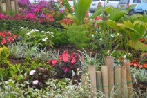 Appel à la population: demande d'arbres fruitiers