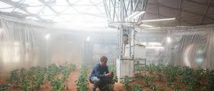 Des pommes de terre cultivées dans le sol aride de Mars, bientôt une réalité? Des pommes de terre cultivées dans le sol aride de Mars, bientôt une réalité?