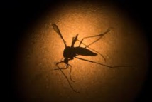Des chercheurs ont créé un clone du Zika, nouvelle avancée potentielle contre le virus