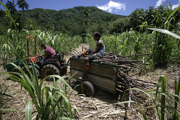 Pesticides, la réforme “irréalisable”
