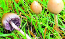Des champignons hallucinogènes pour combattre la dépression ? Des champignons hallucinogènes pour combattre la dépression ?