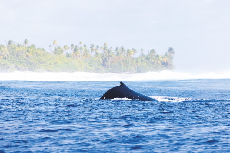 Oceania veut pacifier la mer entre navires et cétacés Oceania veut pacifier la mer entre navires et cétacés