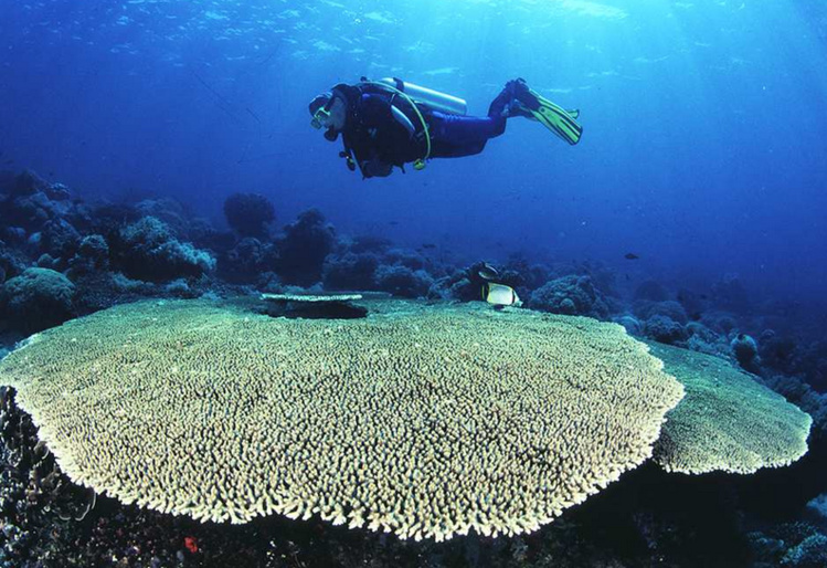 L’expédition Tara Pacific va, pendant plus de deux ans, étudier la biodiversité des récifs coralliens et leur évolution face au changement climatique - Maggy Nugues/CRIOBE