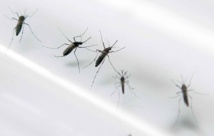 Zika: risque élevé autour de la mer Noire, globalement limité en Europe (OMS) Zika: risque élevé autour de la mer Noire, globalement limité en Europe (OMS)