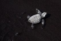Les bébés-tortues pris au piège des lumières artificielles