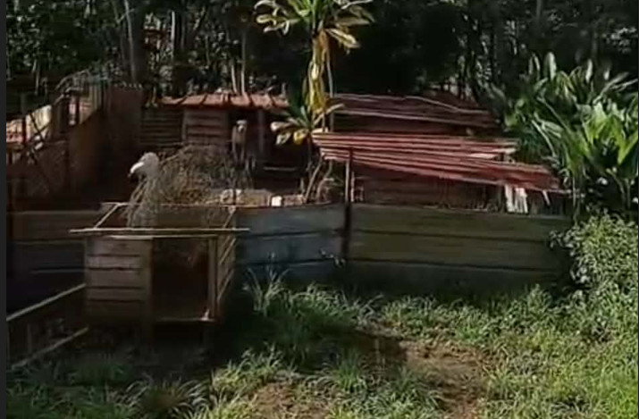 “Laisser pourrir une situation pour (…) une euthanasie collective”