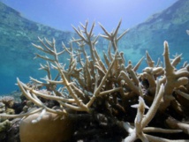 Australie: 6,5 milliards d'euros nécessaires pour sauver la Grande barrière Australie: 6,5 milliards d'euros nécessaires pour sauver la Grande barrière