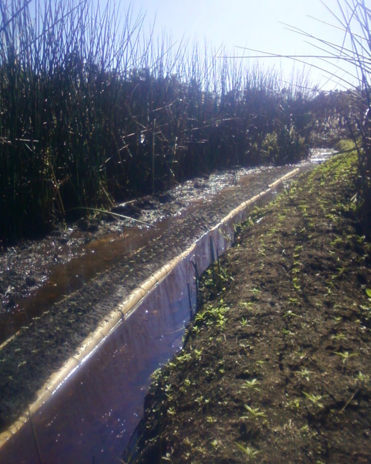 Les pousses de paka avaient été plantées au cœur d'un bras d'eau pour une irrigation optimale.