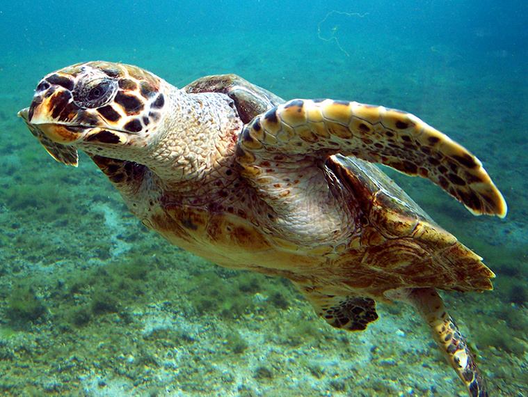 Une tortue volée à l’Intercontinental Une tortue volée à l’Intercontinental