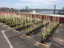 Un premier vignoble sur un toit de New York Un premier vignoble sur un toit de New York