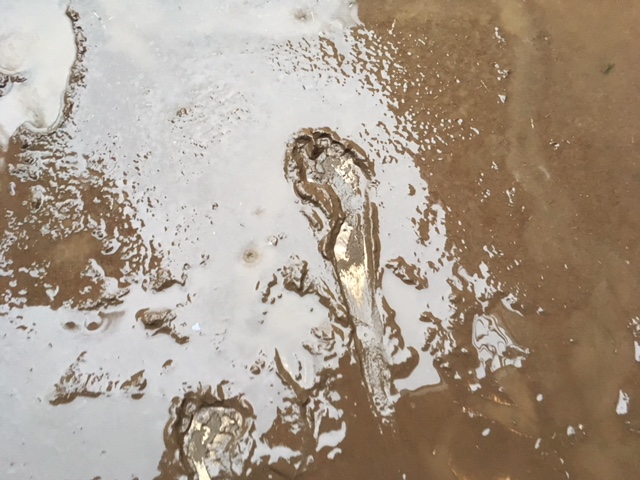 Six nouveaux cas de leptospirose