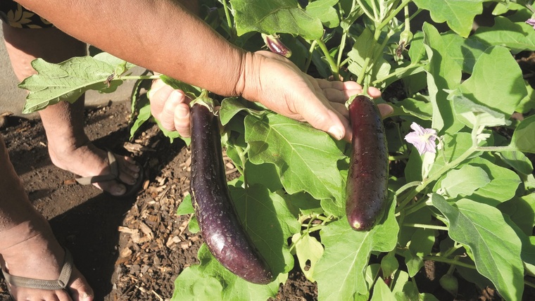 Une loi pour “tuer l’agriculture locale”