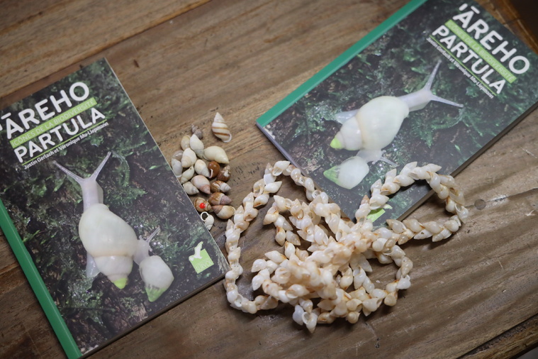 Comment les Partula ont évité l’extinction Comment les Partula ont évité l’extinction