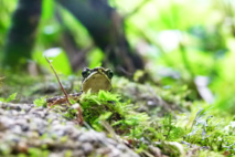 La paix en Colombie, espoir des chercheurs de découvrir de nouvelles espèces La paix en Colombie, espoir des chercheurs de découvrir de nouvelles espèces