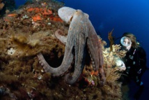 Explosion du nombre de céphalopodes dans les océans depuis 60 ans