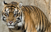 Indonésie: arrestations de trois hommes accusés d'avoir chassé le tigre de Sumatra