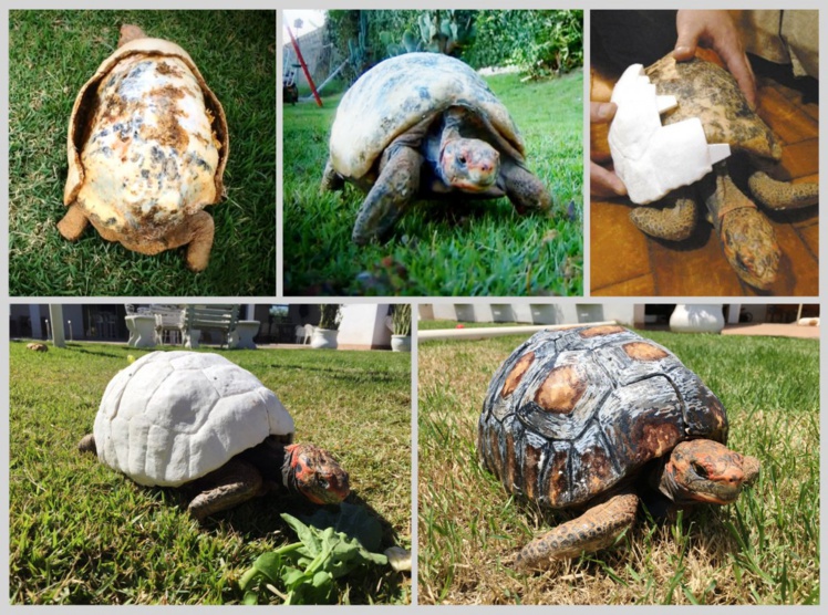 Une tortue sauvée par une carapace imprimée en 3D Une tortue sauvée par une carapace imprimée en 3D