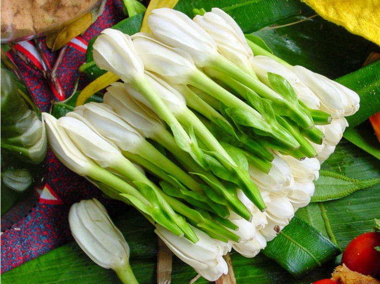 Jardin de senteurs tahitiennes Jardin de senteurs tahitiennes