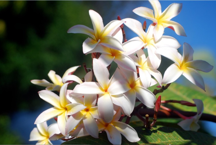 Jardin de senteurs tahitiennes Jardin de senteurs tahitiennes