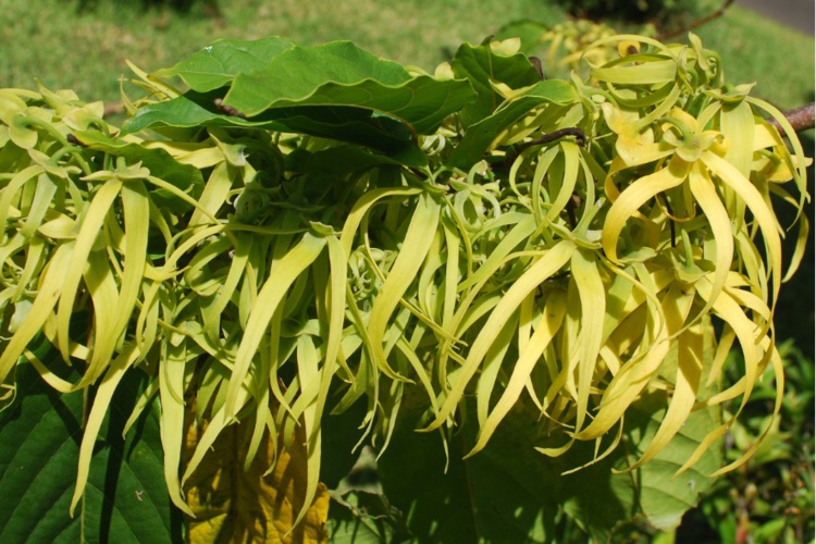 Jardin de senteurs tahitiennes Jardin de senteurs tahitiennes