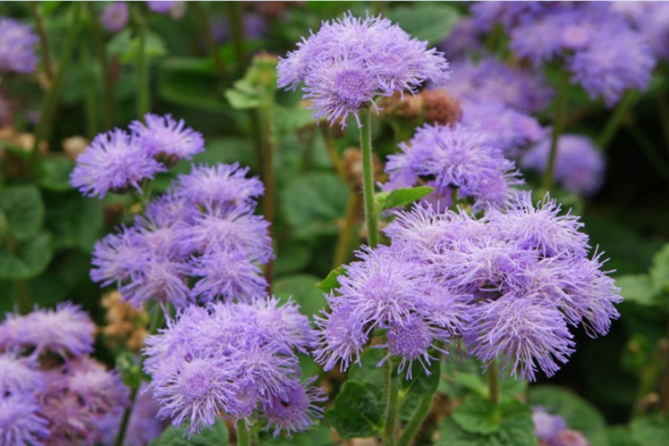 Jardin de senteurs tahitiennes Jardin de senteurs tahitiennes