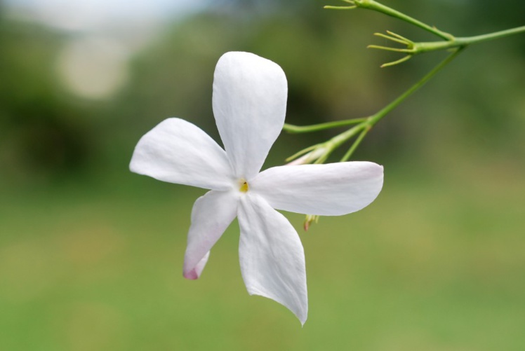 Jardin de senteurs tahitiennes Jardin de senteurs tahitiennes