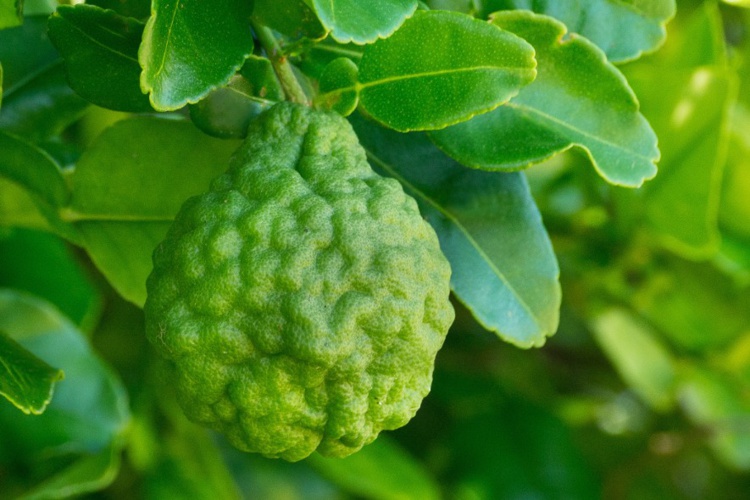Jardin de senteurs tahitiennes Jardin de senteurs tahitiennes