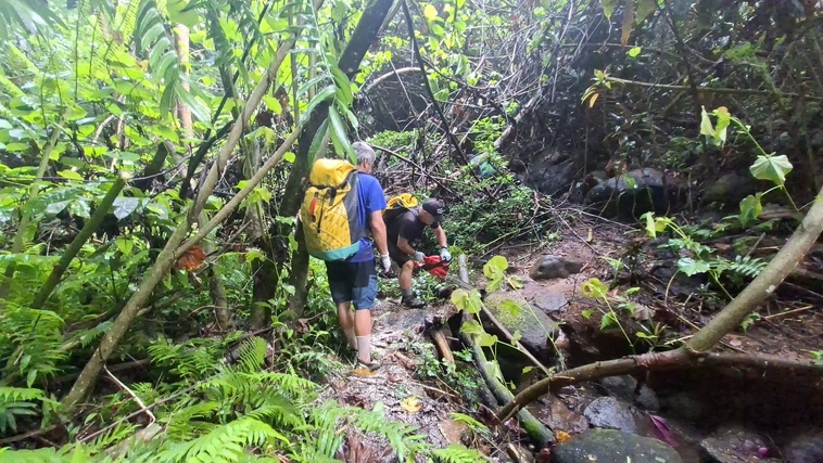 Scies, coupes-coupes et tronçonneuses étaient de l’expédition.