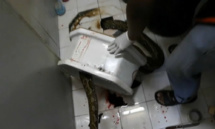 Thaïlande: un homme mordu au pénis par un python se rétablit
