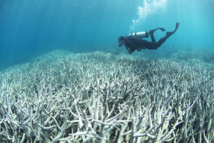Australie: hécatombe de coraux sur la Grande barrière